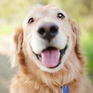 Meet your Posher, Alli